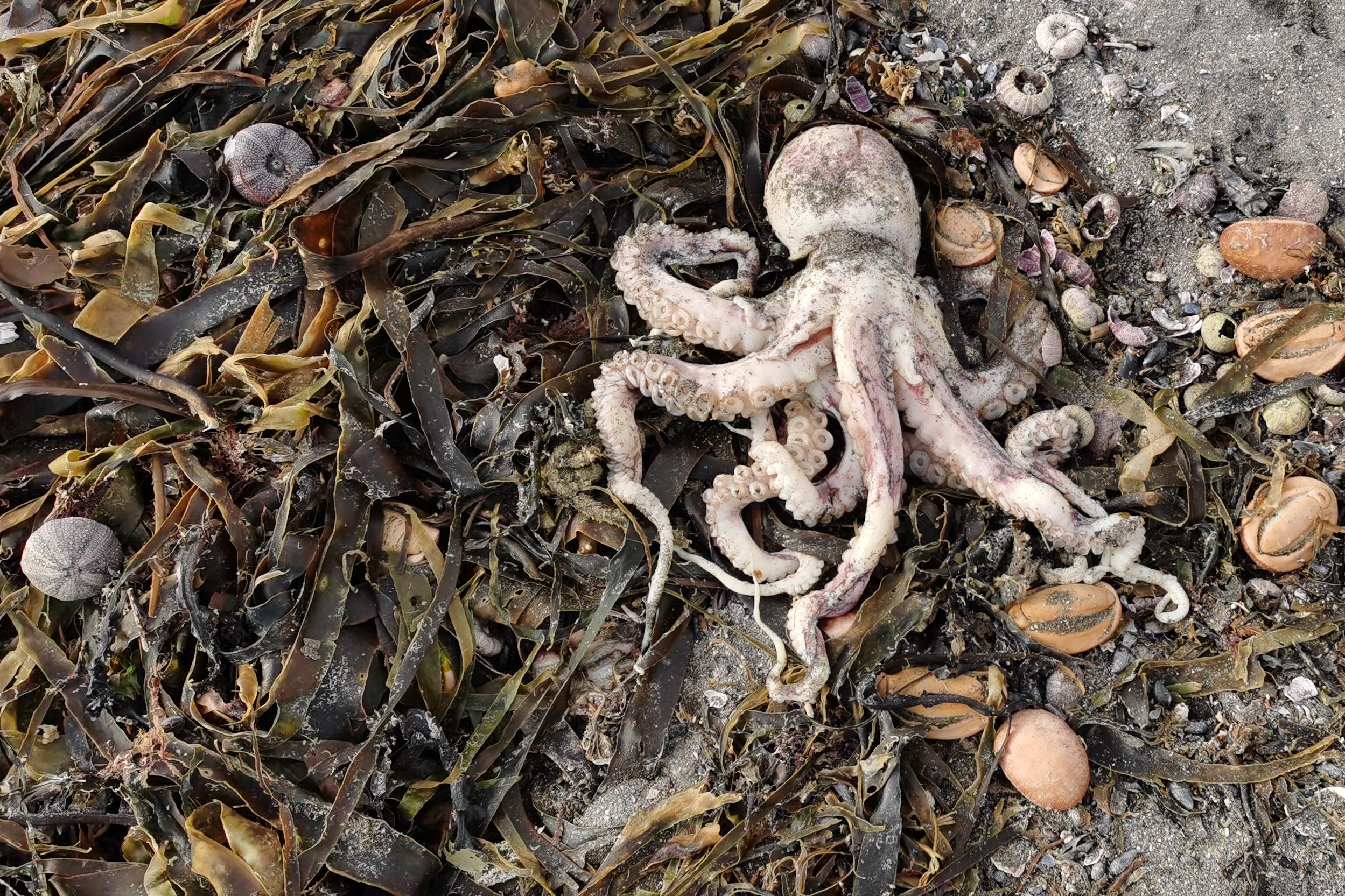 Эколог назвал ещё одну возможную причину гибели животных у берегов Камчатки