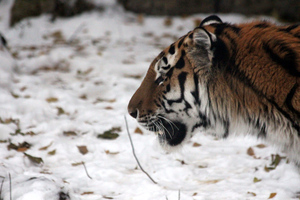 За 2021 год численность амурских тигров выросла на треть