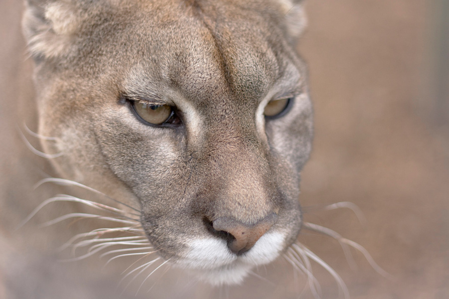 Фото: © Flickr/Rob