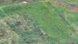 Спутниковый снимок поля, осень 2016 года. Фото предоставлено Натальей Анушкевич