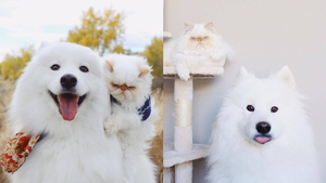 Озорной самоед очаровал вечно угрюмого кота, и теперь за этой дружбой следит весь Instagram: 10 фото