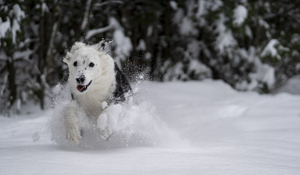 Кинолог рассказал, как зимой обезопасить собак от травм