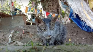 Девушка спасла грязного больного котёнка после тайфуна, и уже через месяц он стал настоящим красавцем
