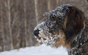 Зоозащитница рассказала, как помочь бездомным животным пережить зиму