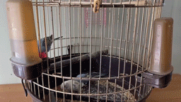 Пьяный россиянин с ножом похитил из зоомагазина клетку с попугаями для девушки