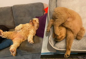 Хозяева тайком сняли, в каких странных позах спят их собаки, и это надо видеть: 15 смешных фото