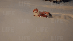 Юная спортсменка из Норильска устроила необычную тренировку, проплыв по сугробам — видео
