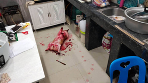 Напуганные хозяева бросились на кухню, не подозревая, какую свинью им подложил "окровавленный" пёс