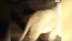 "Кого-нибудь сожрёт". В Хасавюрте нашли хозяина льва, устроившего ночной променад по городу — видео