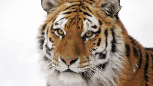 В шведском зоопарке пришлось усыпить заболевшую коронавирусом тигрицу