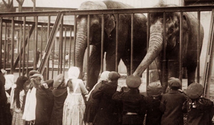 В Ленинградском зоопарке рассказали, как спасали животных от голода во время блокады