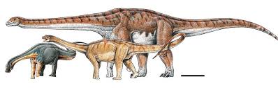 Титанозавр в сравнении с лимайским ящером (слева) и андезавром (справа). Фото © sciencedirect.com