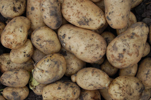 Юрист развеял миф о штрафах за высаживание картофеля