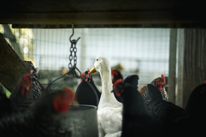 В Южной Корее уничтожили более 25 миллионов домашних птиц из-за вспышки гриппа