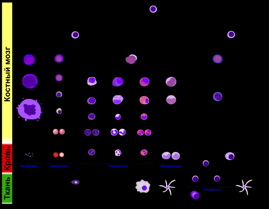 Схема гемопоэза. Фото © "Википедия"