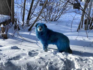 Синим собакам из Дзержинска нашли "работу" в городской мэрии