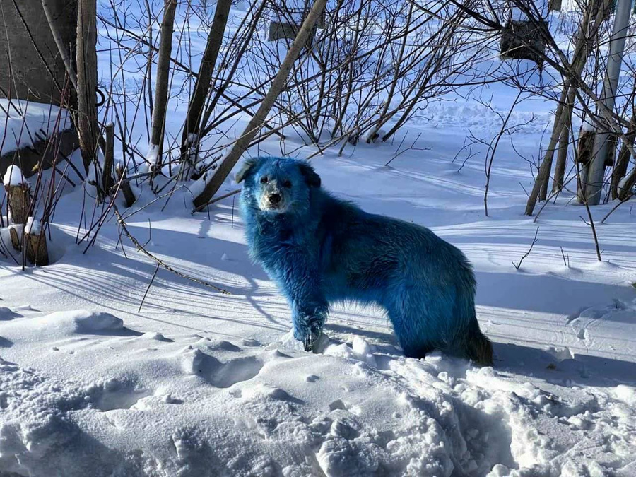 Синие собаки под Нижним Новгородом. Фото © Telegram-канал "Нижний № 1"