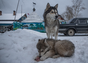 В России впервые дошло до суда дело против чиновника о смерти из-за бродячих собак