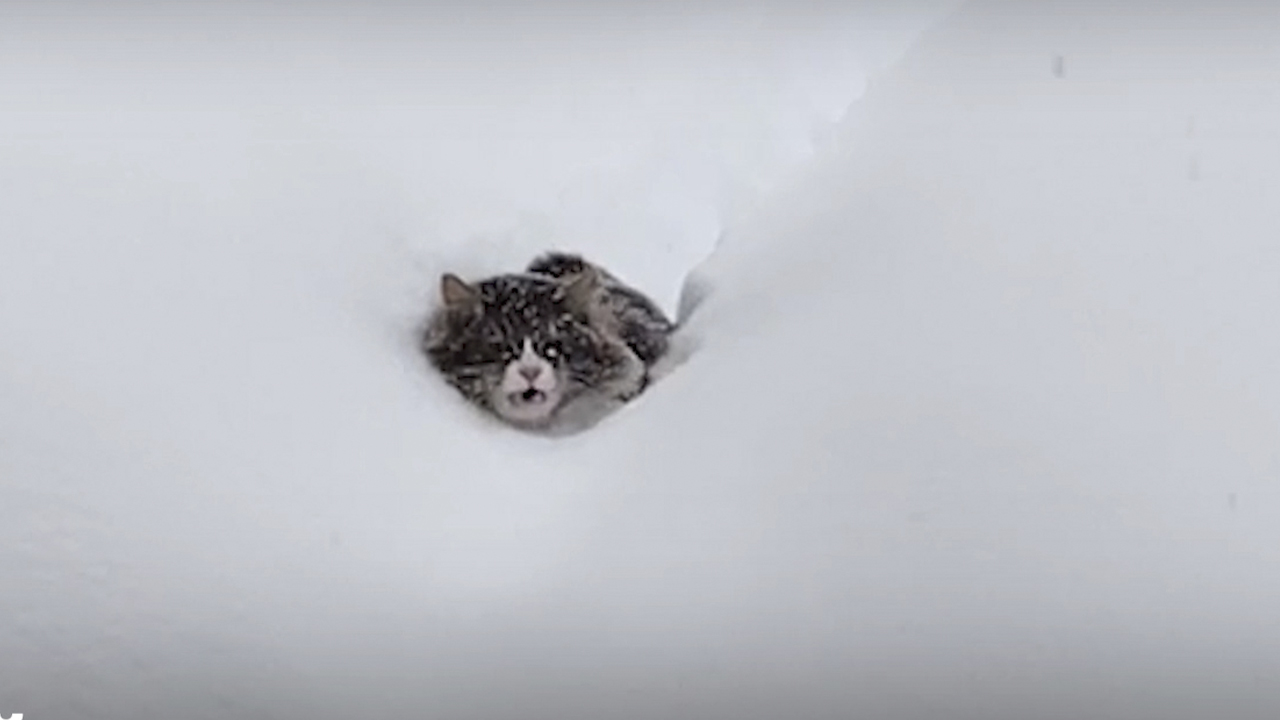 Пробравшись 1 через мокрый. Кот в сугробе. Кот пробирается через сугробы. Котик по сугробам. Кот плывет по снегу.