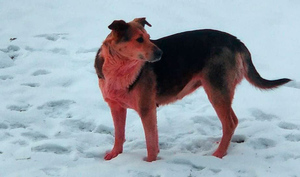 Теперь ещё и розовые: Дзержинск сумел вновь удивить россиян расцветкой собак