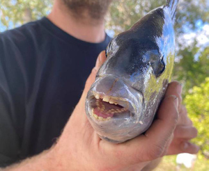 Мужчина решил, что сошёл с ума, когда увидел у пойманной рыбы человеческие зубы — фото