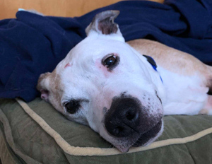 16-летнего пса всё-таки забрали из приюта, и кадры с его довольной мордой говорят сами за себя