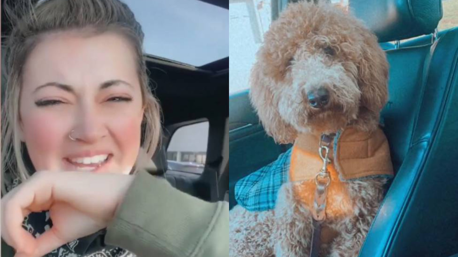 Robbie s dog roxy was. Майк варшавски с хаски. Парень в собачьей корзине. Рокси собака фото. Robbie s dog roxy was.