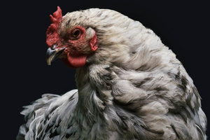 "Ужасающая смертность": Мясников оценил возможность вспышки птичьего гриппа H5N8, вспомнив о его предшественнике