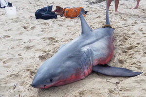 Рыбак выловил мёртвую беременную акулу, внутри которой выросло чудовище с человеческим лицом