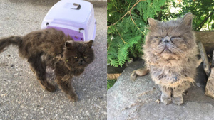 Туристки спасли в горах грязного кота, и теперь его счастливая мордочка — лучшая для них награда