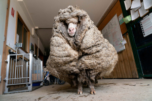 Потерявшегося барана спасли от 35 кг шерсти, из-за которой он ничего не видел, блуждая годами в лесу