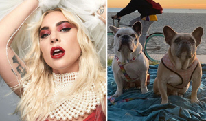 "Моё сердце болит": Леди Гага эмоционально обратилась к публике после похищения собак