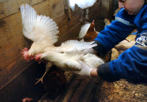 Как есть курицу и не бояться птичьего гриппа: советы Роспотребнадзора