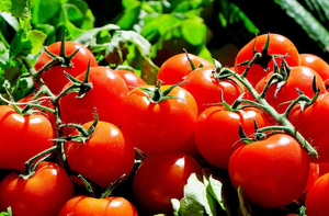 Россия частично возобновила импорт томатов и перцев из Армении