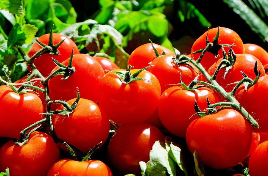 Россия частично возобновила импорт томатов и перцев из Армении