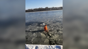 В Калининградской области спасли вмёрзших в лёд на канале лебедей — фото
