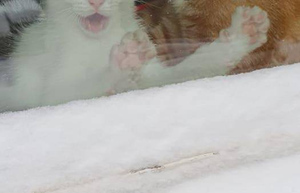 Девушка сняла реакцию своей кошки на первый снег, и этот снимок насмешил тысячи пользователей Reddit