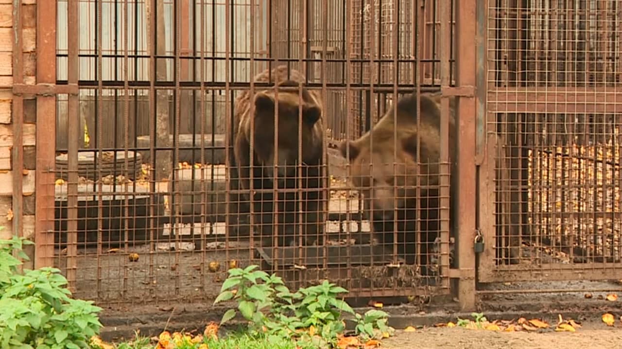 Двух медведиц из петербургского приюта решили перевезти