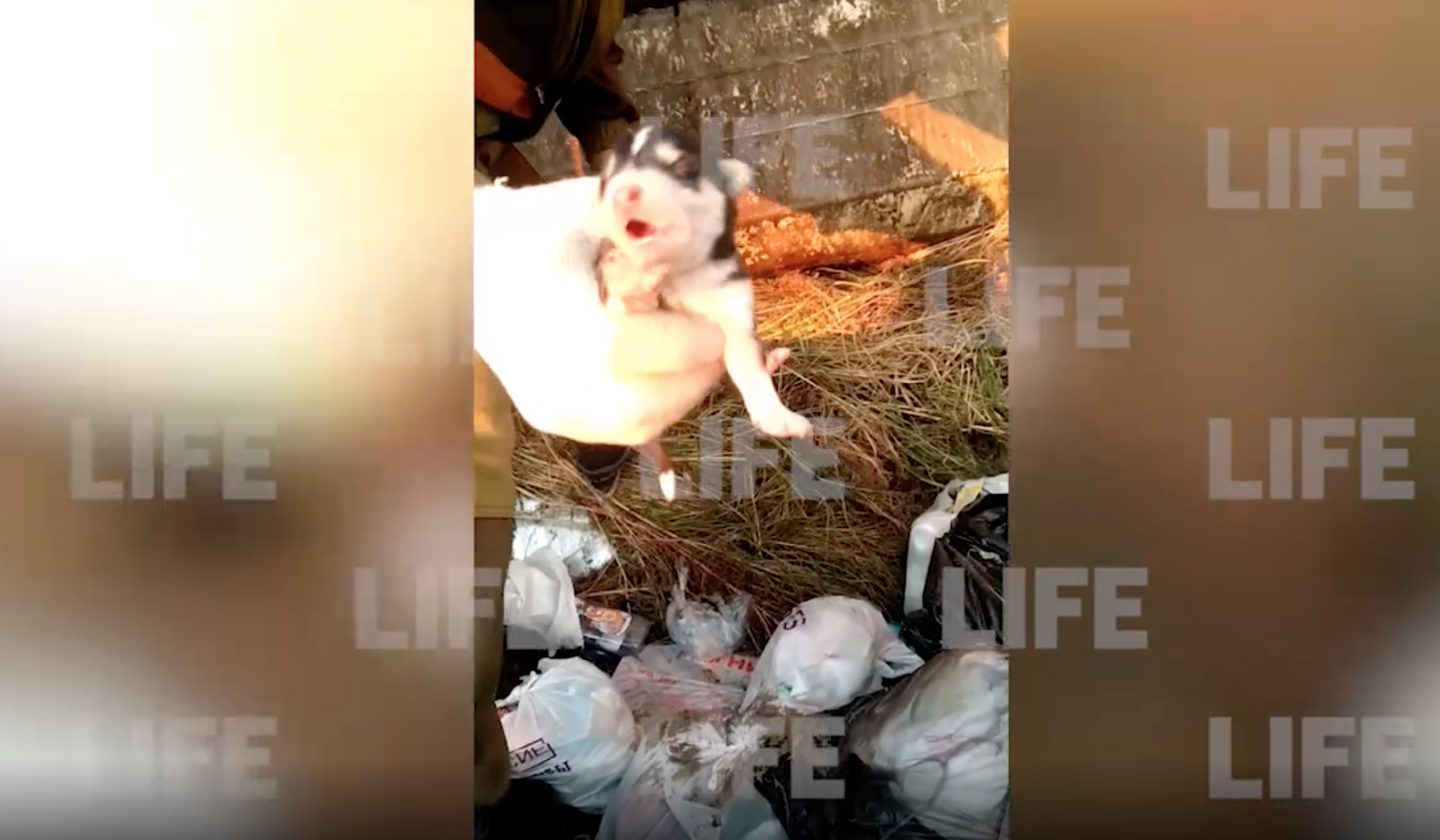 "Послышалось пищание": В Тюменской области водители мусоровоза спасли выброшенных на помойку щенков