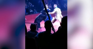 Медведь напал на беременную ассистентку дрессировщика на шоу в орловском цирке