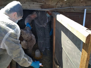 В российском регионе выявлен очаг птичьего гриппа