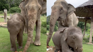 Проказливый слонёнок оставил свою бабушку без торта, и это забавное видео лучшее лекарство от грусти