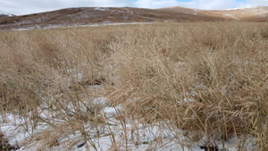 В нескольких районах Забайкалья объявлен режим ЧС из-за снегопада