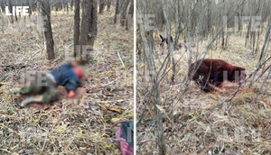 Медведев против медведя: Опубликованы фото с места смертельной схватки тюменского боксёра с диким зверем