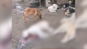 В Воронеже неизвестные жестоко убили около 20 собак в приюте для животных