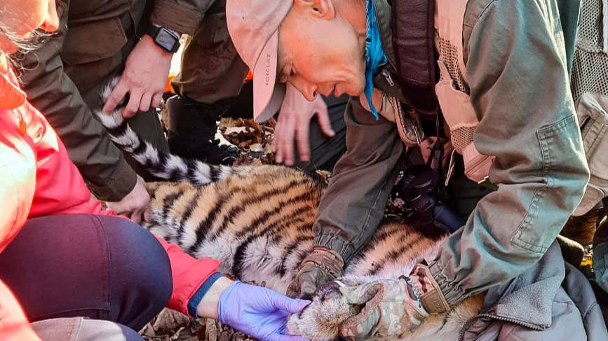 В Приморье спасли амурского тигрёнка из капкана. Фото © Центр "Амурский тигр"