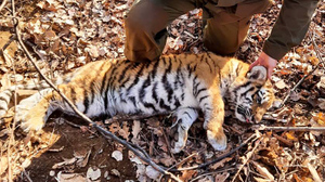 Попался вместо барсука: В Приморье спасли амурского тигрёнка из капкана