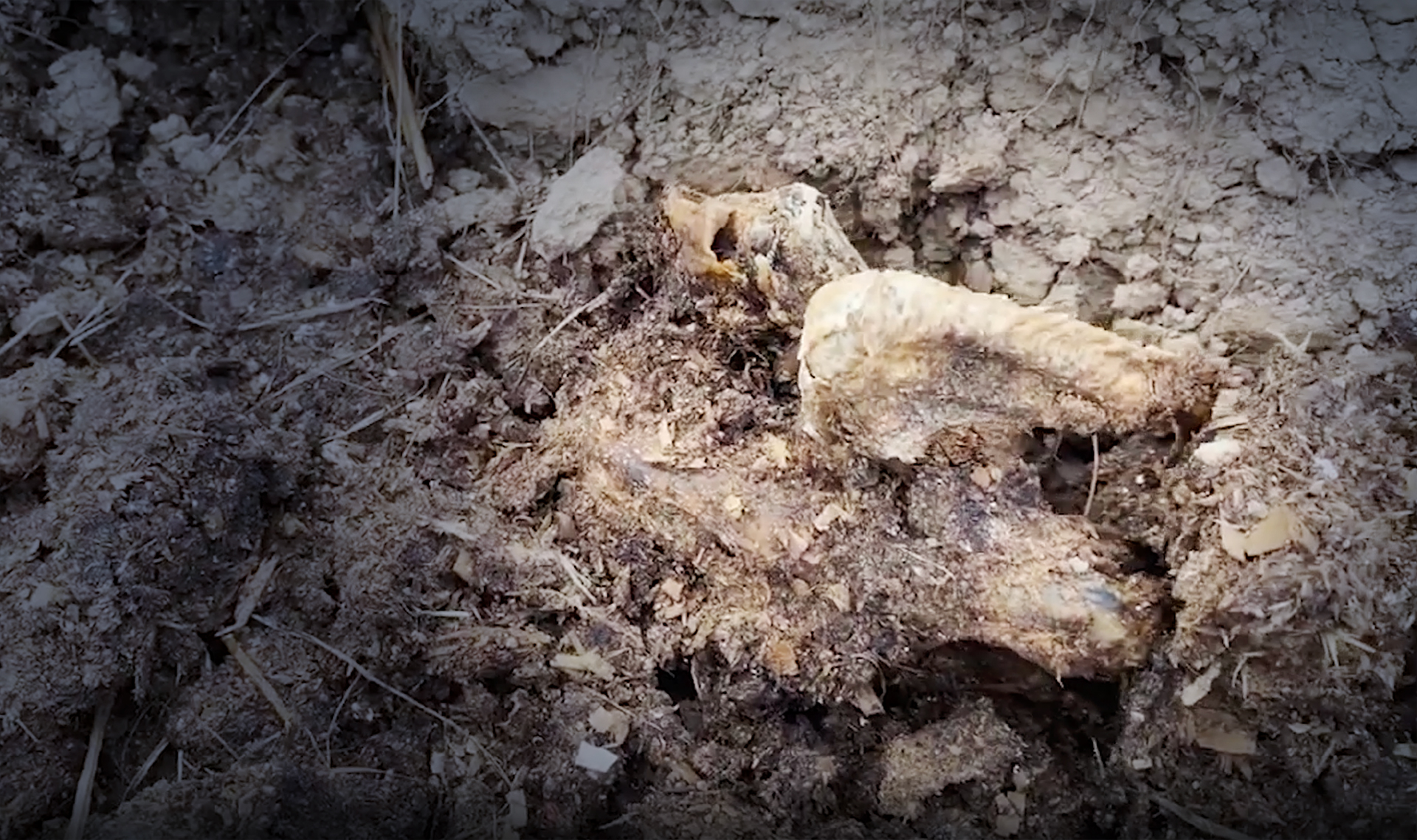 Кладбище домашних животных: Кто оставил на полях в Московской области свалку мёртвых кур
