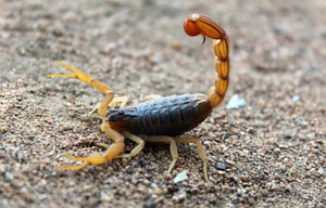 Учёные нашли способ лечить ковид ядом скорпионов