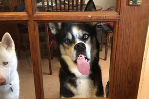 Голодный пёс, облизывающий кухонную дверь, становится мемом